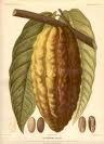 Cacao (Chocolat) d'huile